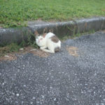 黒いでかいなにか