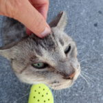 ハギビス（台風１９号）スウェルなし